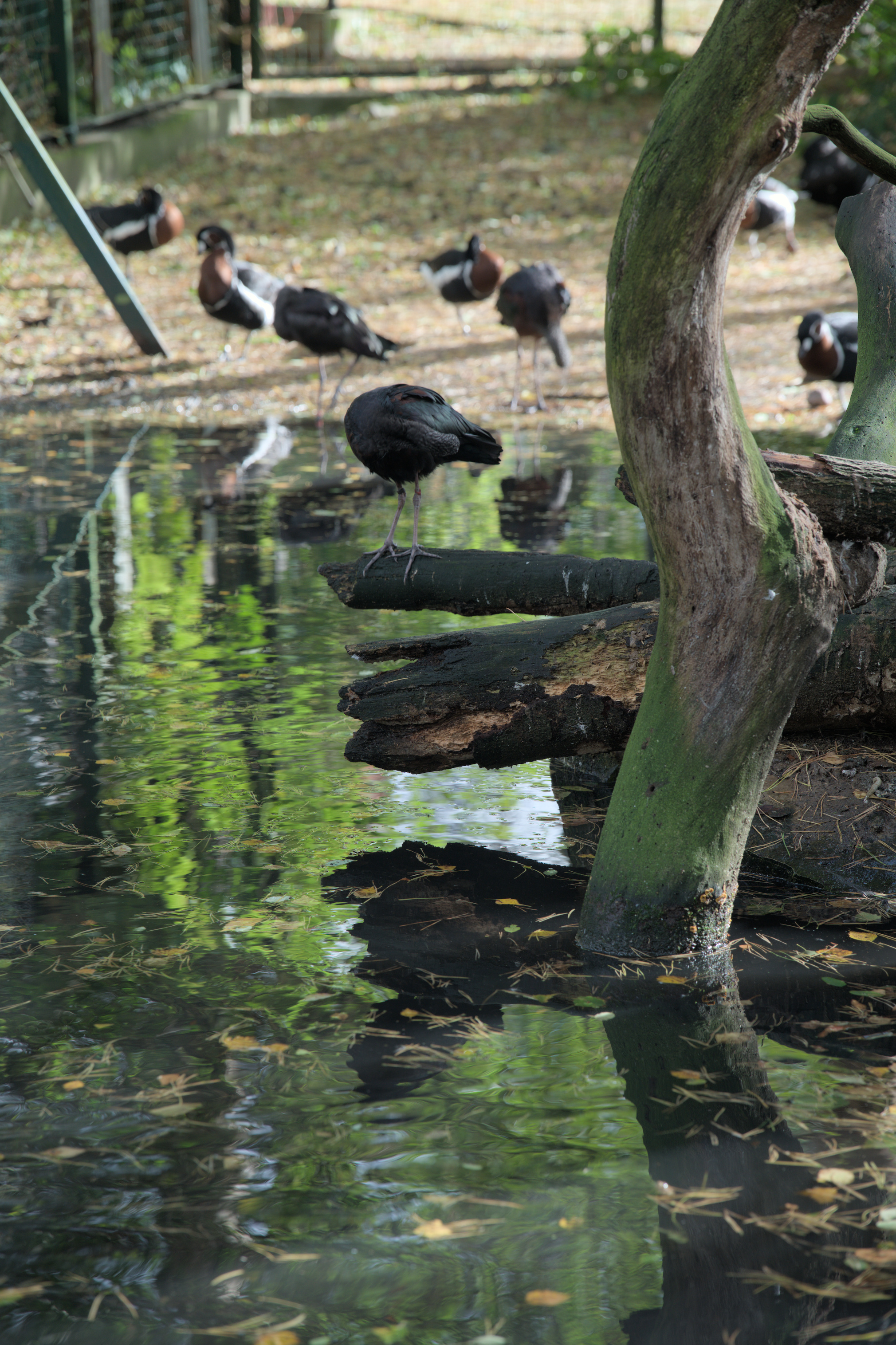 2025/10/12 - zoo/DSC_0038.jpg